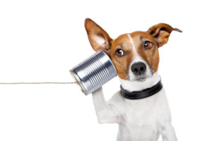 dog on the phone with a can, humorous representation of listening skills